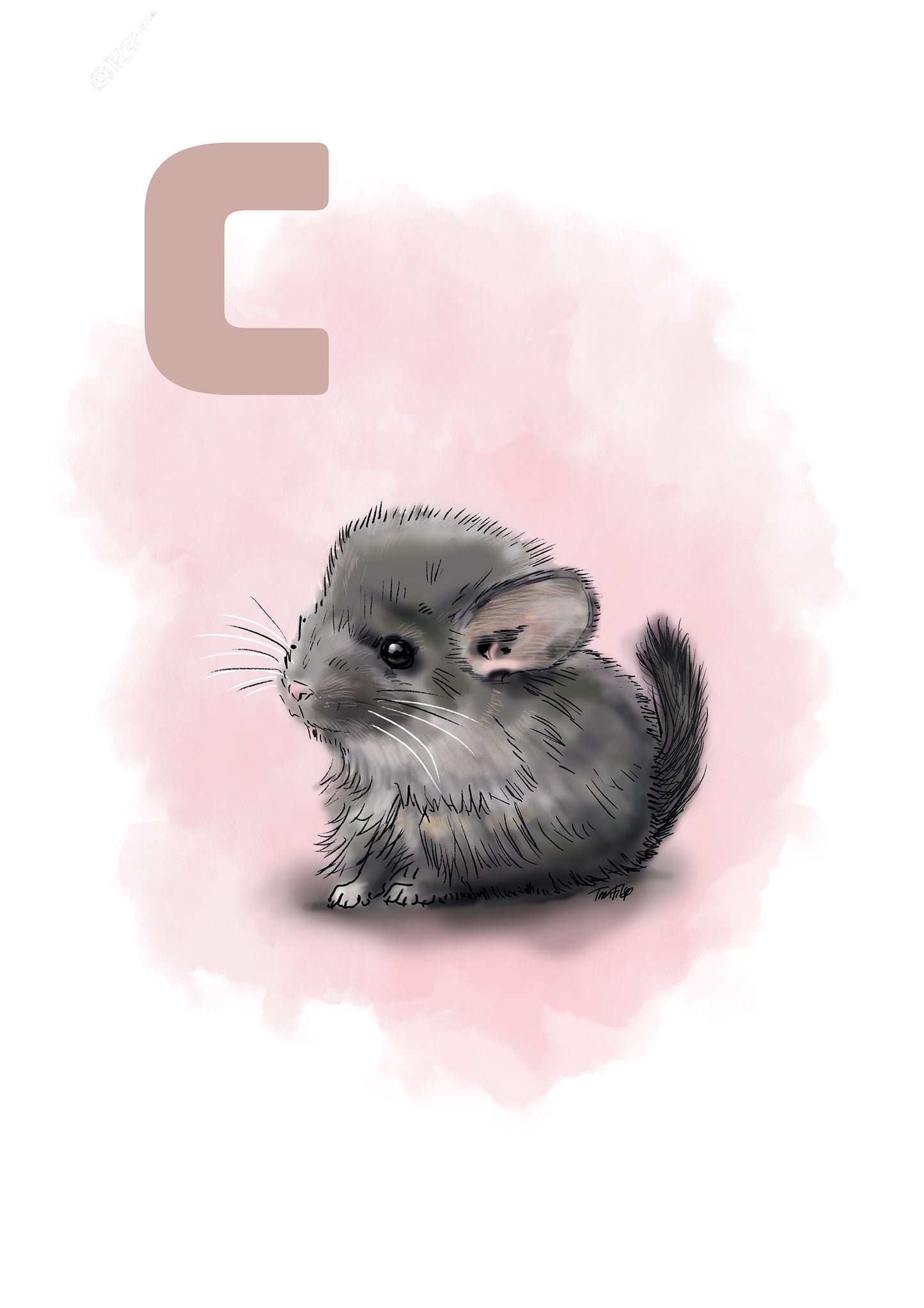 003 C Chinchilla - PINK