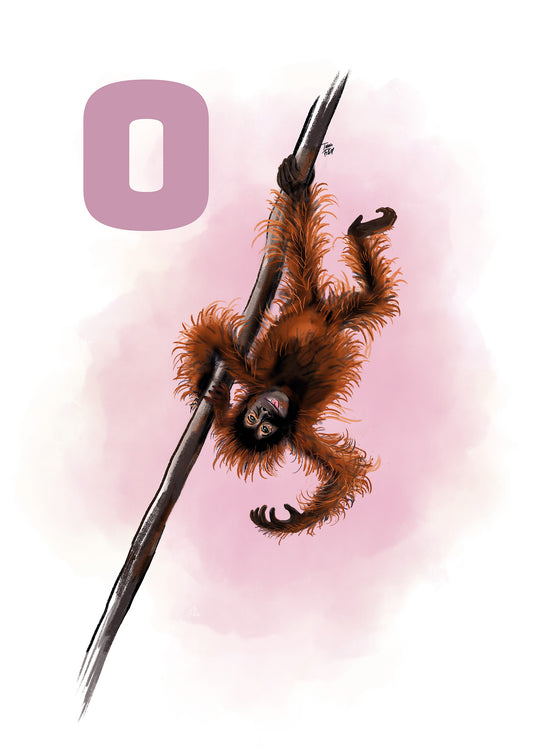 015 O - Orangutang - ROSA