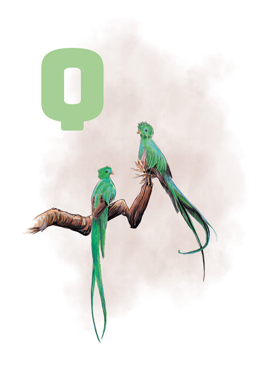 017 Q Quetzal - GRÅ
