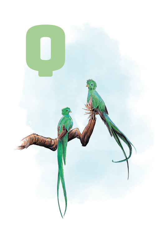 017 Q quetzal - BLÅ